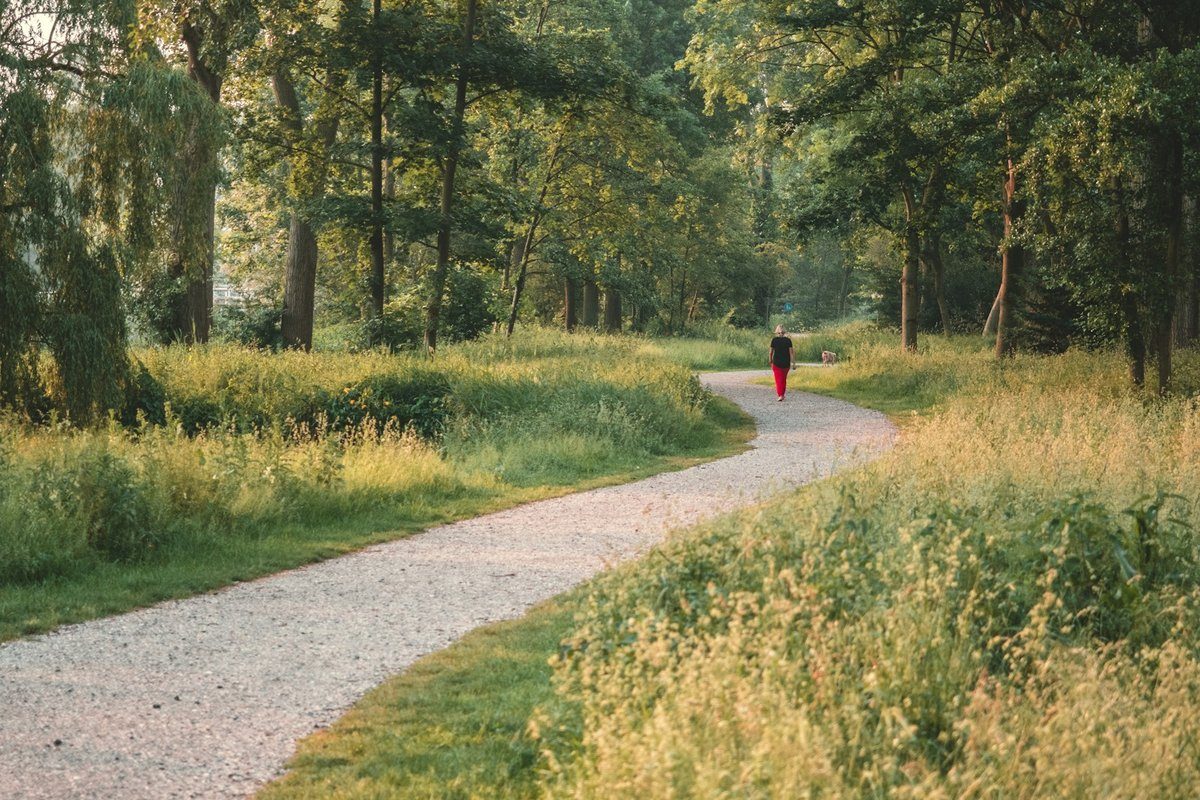 Chemin de gravier sinueux entre les herbes hautes