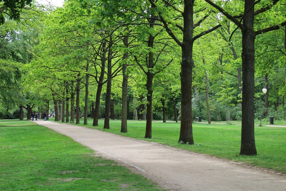 Allée de terre qui s'étire entre deux rangées d'arbres